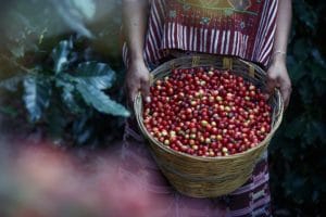 händische Kaffee Ernte ECWET