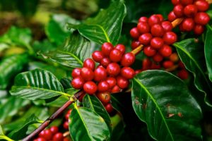 reife Frucht Kaffee