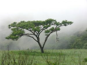 acacia-tree